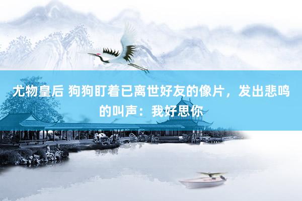 尤物皇后 狗狗盯着已离世好友的像片，发出悲鸣的叫声：我好思你